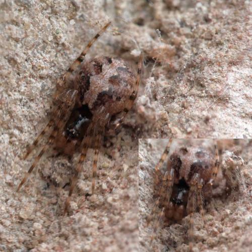Theridion sp.